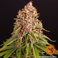 Pink Kush - feminizované semena marihuany 10 ks Barney´s Farm