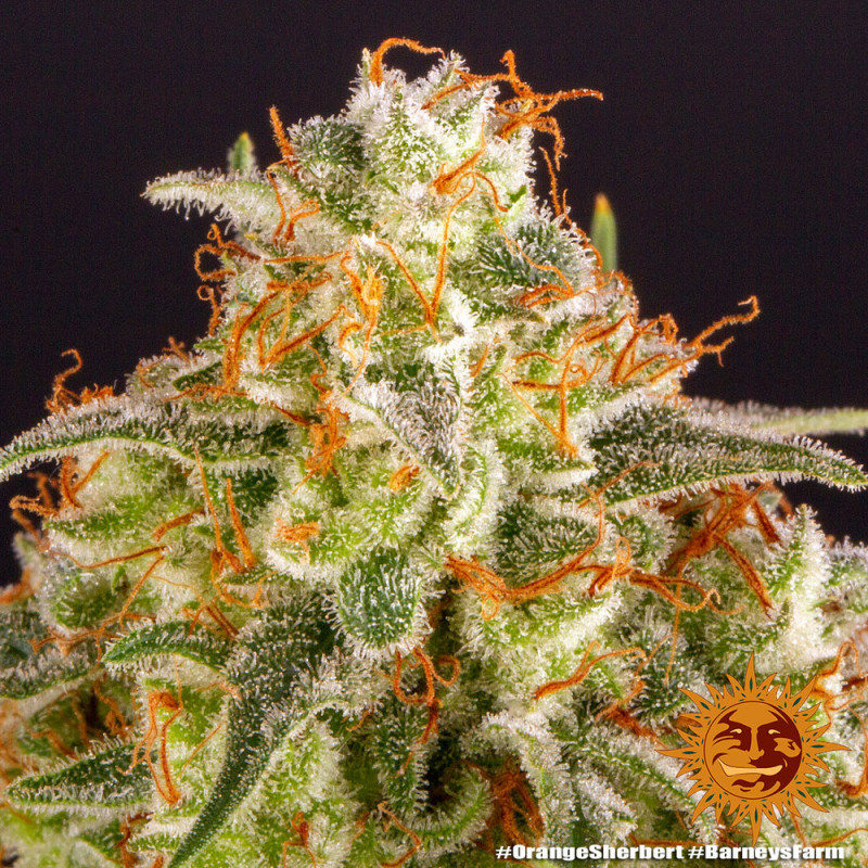 Orange Sherbert - semințe de marijuana feminizate 5 buc Barney´s Farm