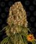 Orange Sherbert - feminizované semená marihuany 10 ks Barney´s Farm