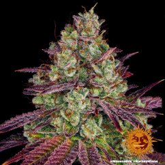 Mimosa EVO - feminizovaná semená marihuany 5 ks Barney´s Farm