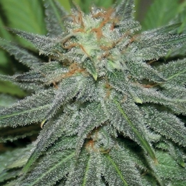 Pineapple Express – samonakvetací semínka 3ks Barney's Farm