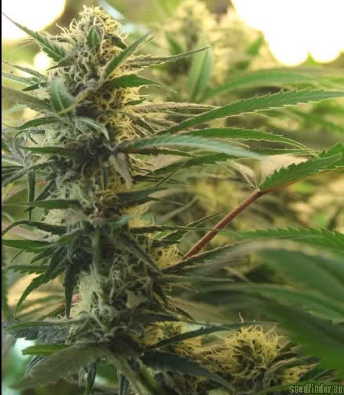 Special Kush n. 1 - feminizované semienka 10 ks Royal Queen Seeds