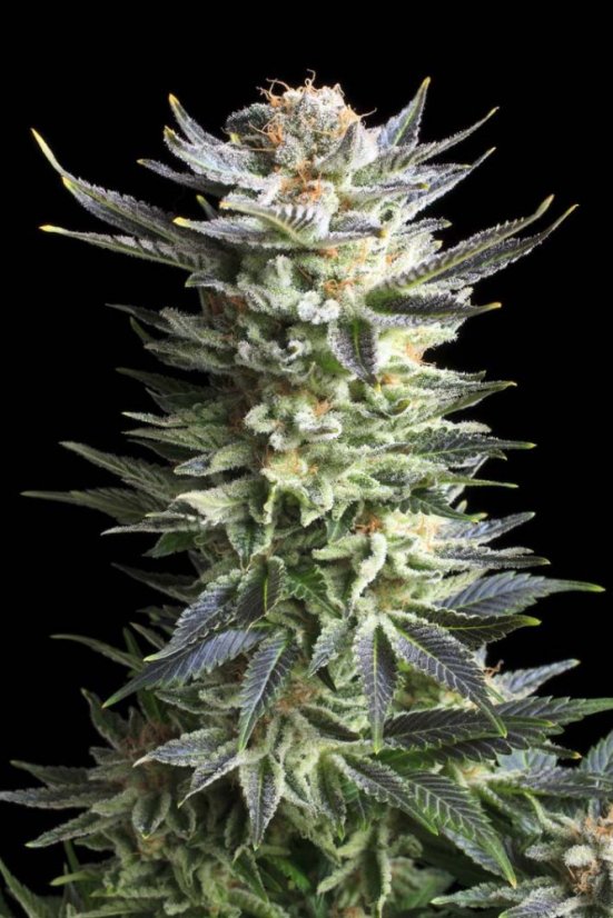 Fruit Spirit - feminizowane nasiona 5 szt. Royal Queen Seeds