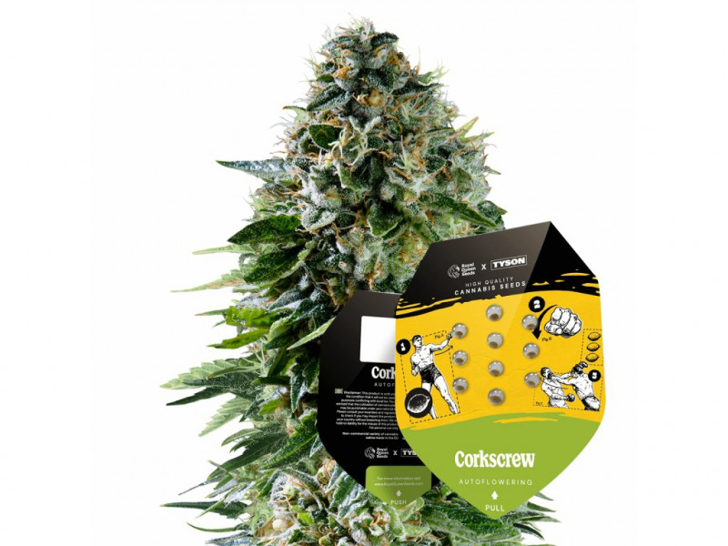 Corkscrew Auto - autoflorire 5pcs Royal Queen Seeds x Mike Tyson