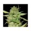 Botafumeiros – feminizovaná semínka 3 ks Sweet Seeds