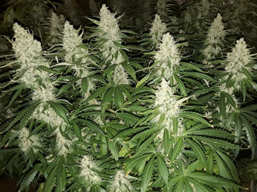 Blackberry Gum autocvjetajuće sjemenke 5 kom Seedstockers