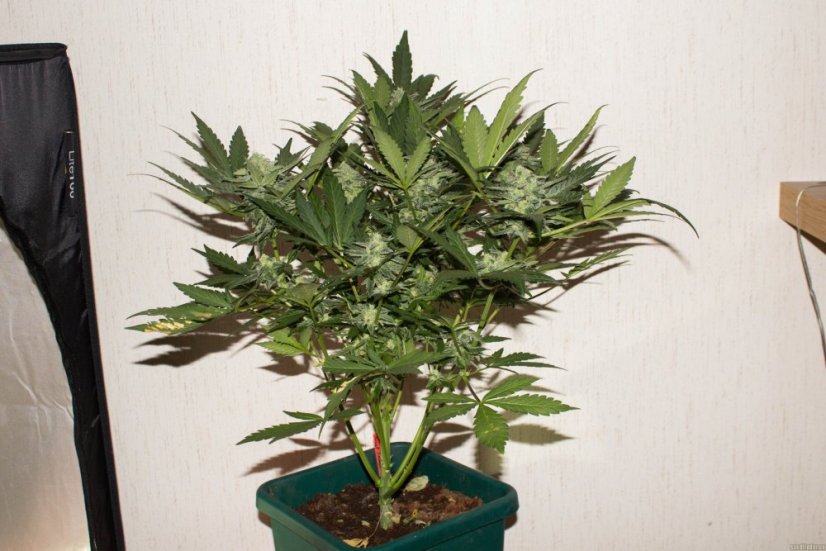 Sweet Skunk Auto – 5 ks samonakvétací semínka Sweet Seeds