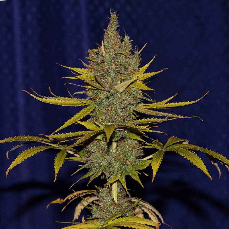 C99 x Blueberry Fast - feminizovaná semínka 5 ks Seedsman