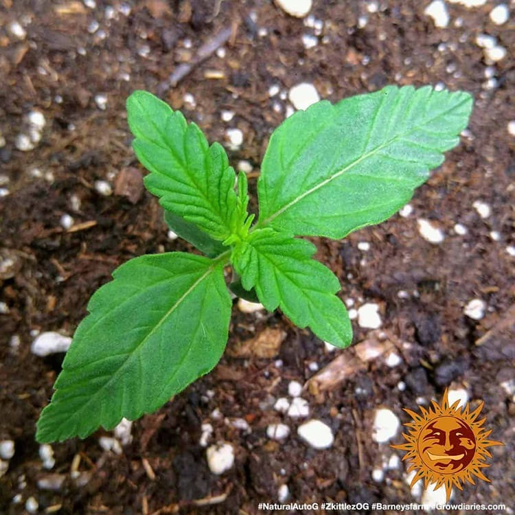 Zkittlez OG Auto - semi di marijuana autofiorenti 5 pezzi Barney's Farm