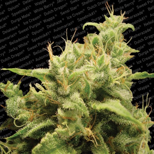 Opium - 10 ks feminizovaná semínka Paradise Seeds