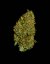 Milky Way F1 - samonakvétací semena marihuany 3ks, Royal Queen Seeds