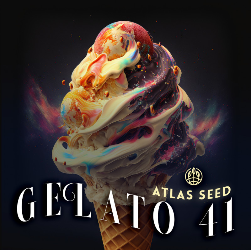 Gelato 41 - феминизирани семена от марихуана, 5бр Atlas Seed