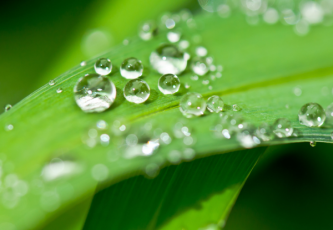 Moisture - a key factor for healthy plant growth