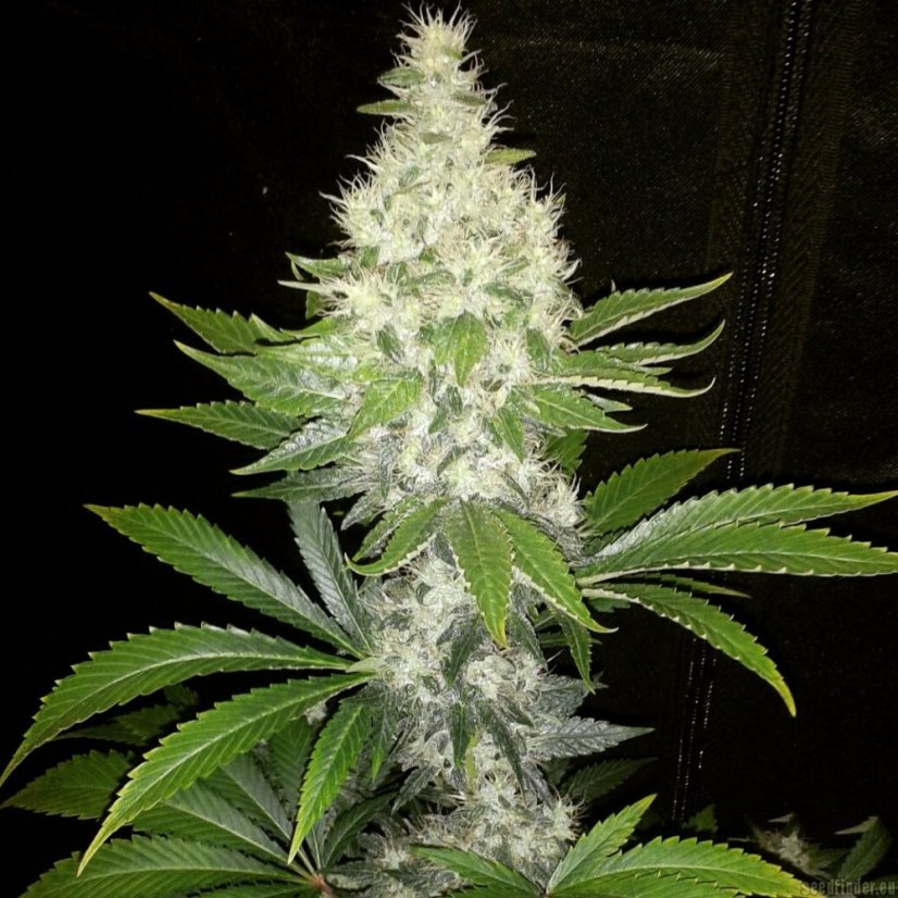 Diesel - 10 sztuk feminizowanych nasion Dinafem