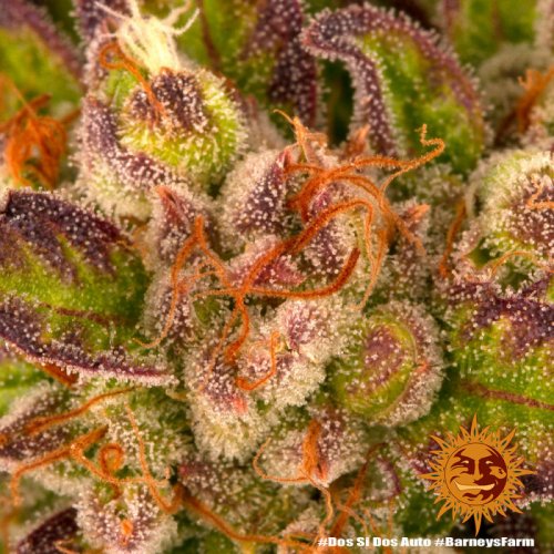 Dos Si Dos Auto - autoflowering semena marihuany 5 ks Barney´s Farm