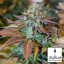 Lemon Thai Kush - feminizovaná semienka 5ks Humboldt