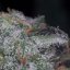 Nebula 3 ks, feminizované semená Paradise Seeds