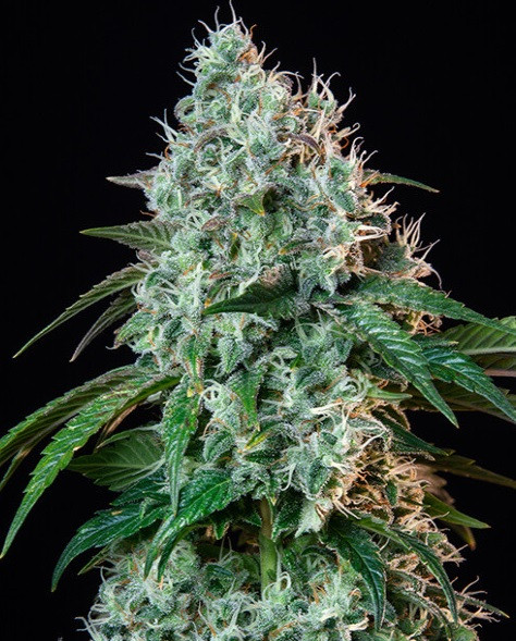 Hulkberry - feminizované semená 5 ks Royal Queen Seeds