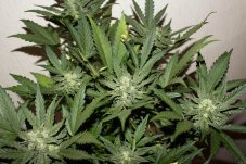 Sweet Skunk Auto - autoflowering seeds 5 pcs Sweet Seeds