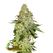 Seedstockers Sherbet feminizované semená