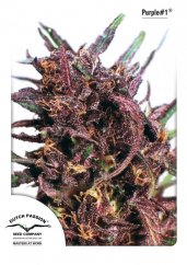 Purple 1 - feminizované semená 10 ks Dutch Passion