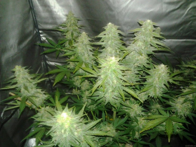 Royal Cheese Automatic - samonakvétací semínka 5 ks Royal Queen Seeds