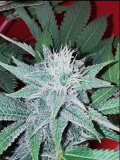 BlimBurn Seeds Mango feminizované semená
