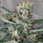 Nasiona feminizowane Crystal Cloud 5ks Ministry of Cannabis