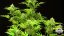 Bubba Kush Auto - fem. a autoflowering semienka 5ks Dinafem