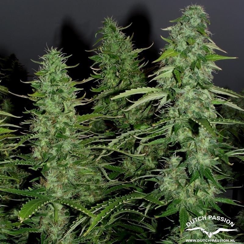 AutoWhite Widow® - autoflowering Seeds 7 pcs Dutch Passion
