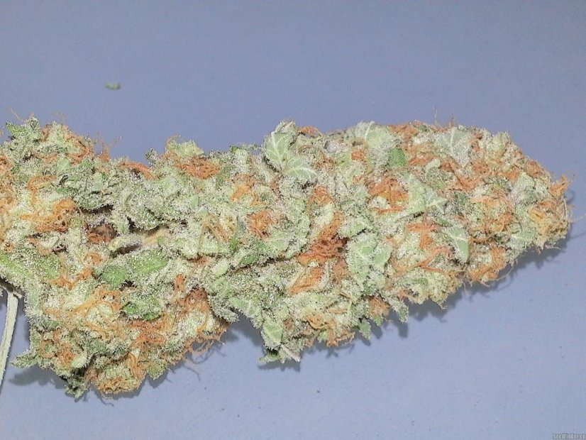 Skunk n.1 - semínka 10 ks standardizovaná Sensi Seeds