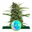 Orion F1 - autoflowering Marihuana Samen 3Stck, Royal Queen Seeds