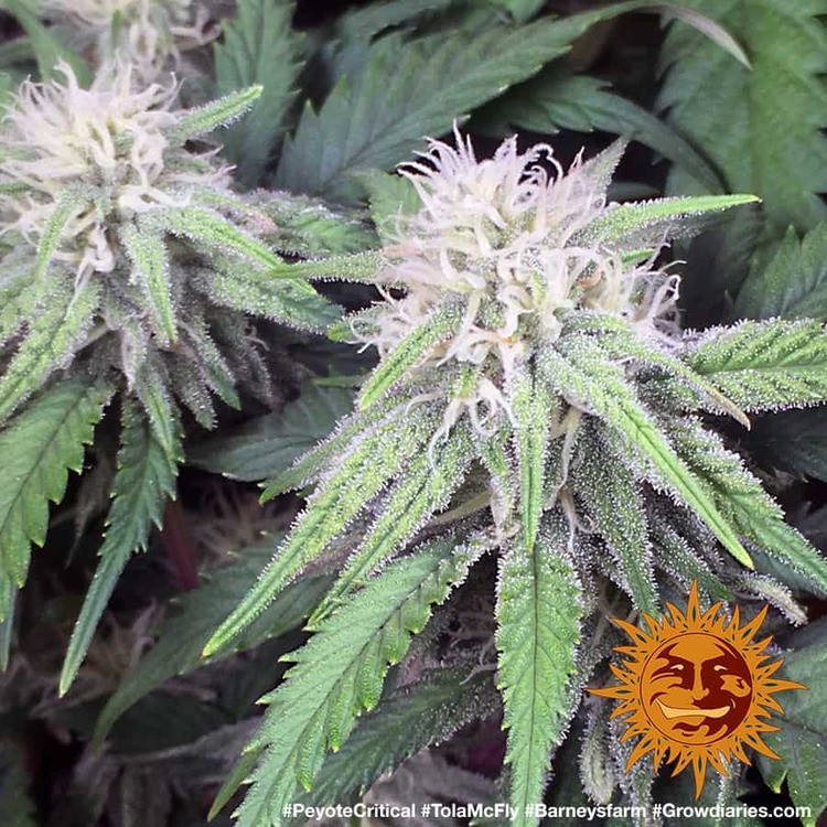 Peyote Critical - feminizované semena marihuany 5 ks Barney´s Farm