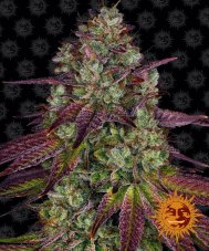 Mimosa EVO - feminizowane nasiona marihuany 5 szt Barney´s Farm