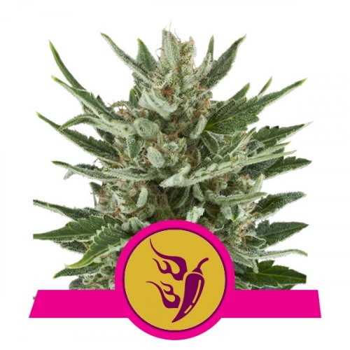 Speedy Chile Fast Version - feminized seeds 5 pcs Royal Queen Seeds