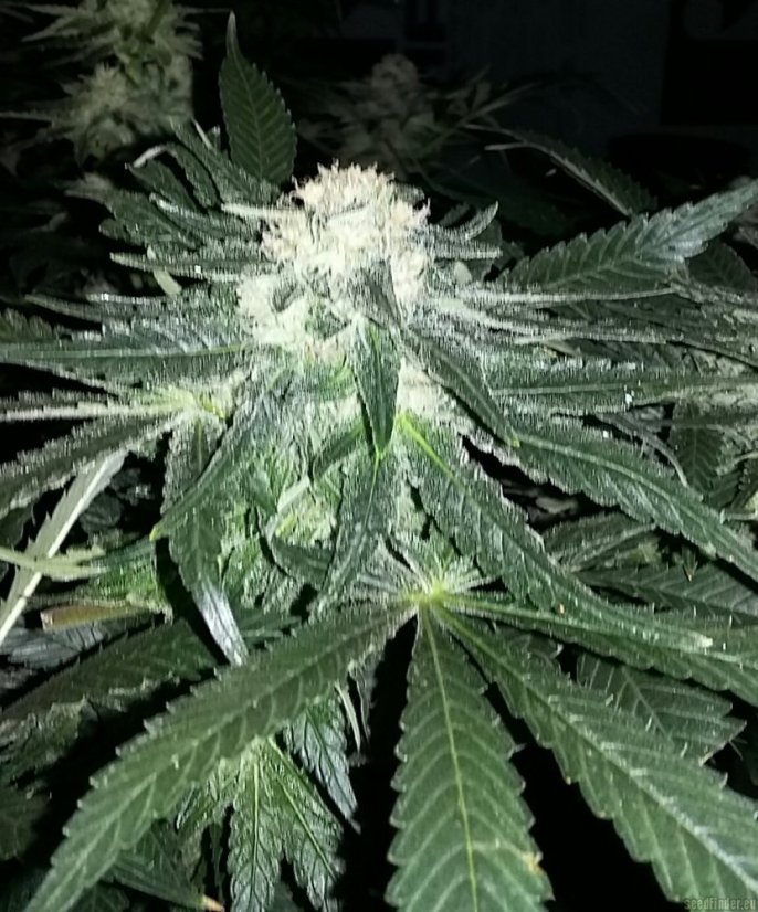 Sweet Cheese – feminizovaná semínka 5 ks Sweet Seeds