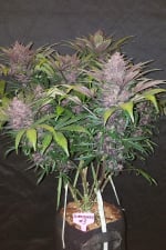 Blackberry Auto Feminizowane Nasiona - 5