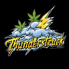 Nasiona feminizowane Sumo Seeds Thunderstruck