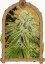 White Banana Auto - autoflowering marijuana seeds, 3pcs Exotic Seed