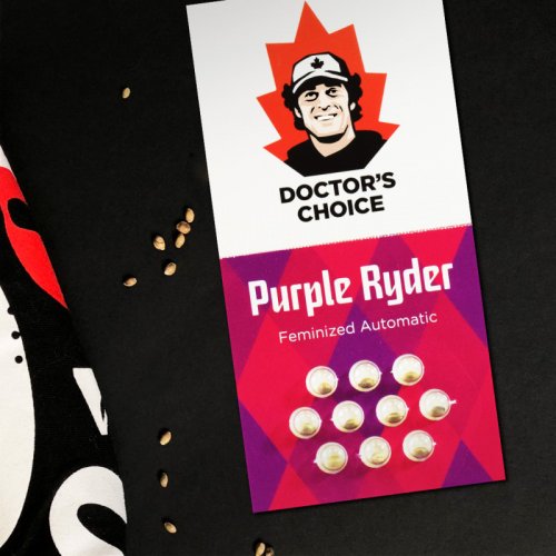 Purple Ryder - autoflowering Samen 5 Stück, Doctor's Choice