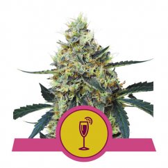 Mimosa - feminized seeds 5 pcs, Royal Queen Seeds