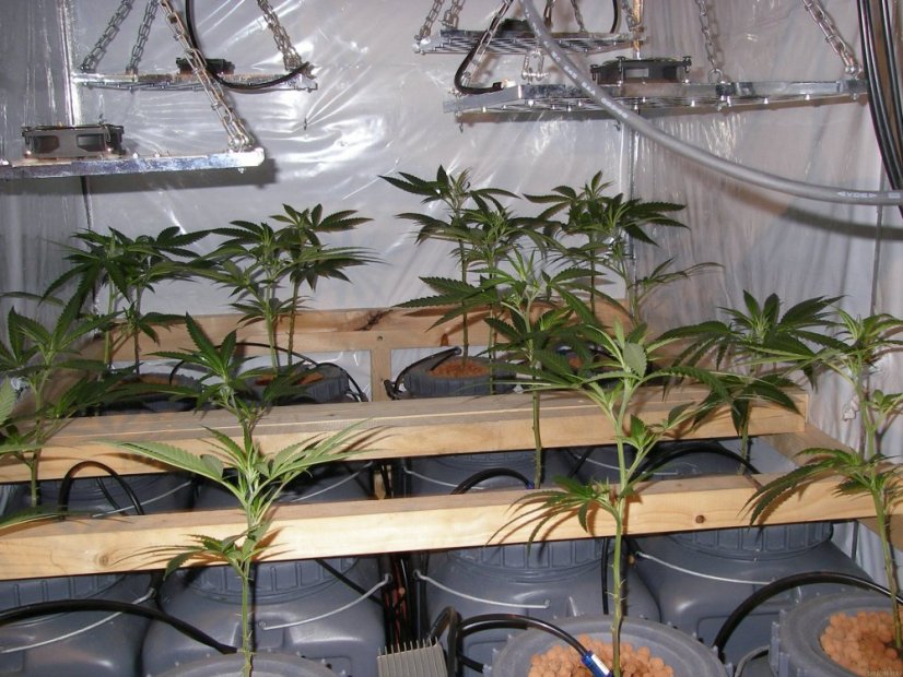 Trainwreck - nasiona feminizowane 5 sztuk Humboldt