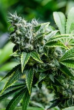 Super Strains Eden CBD feminizovaná semena