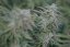 Purple Trainwreck - feminizovaná semína 3ks Humboldt