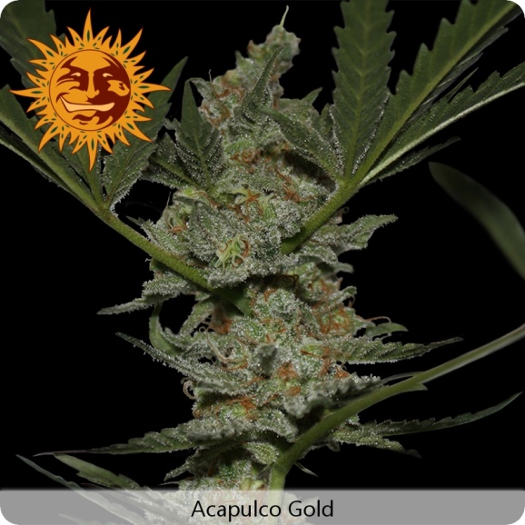 Acapulco Gold – feminizovaná semínka 5ks Barney´s Farms