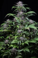 Quick Kush - 3 ks feminizovaná semienka Dinafem
