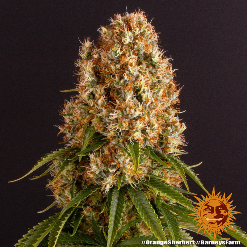 Orange Sherbert - feminizované semena marihuany 3 ks Barney´s Farm