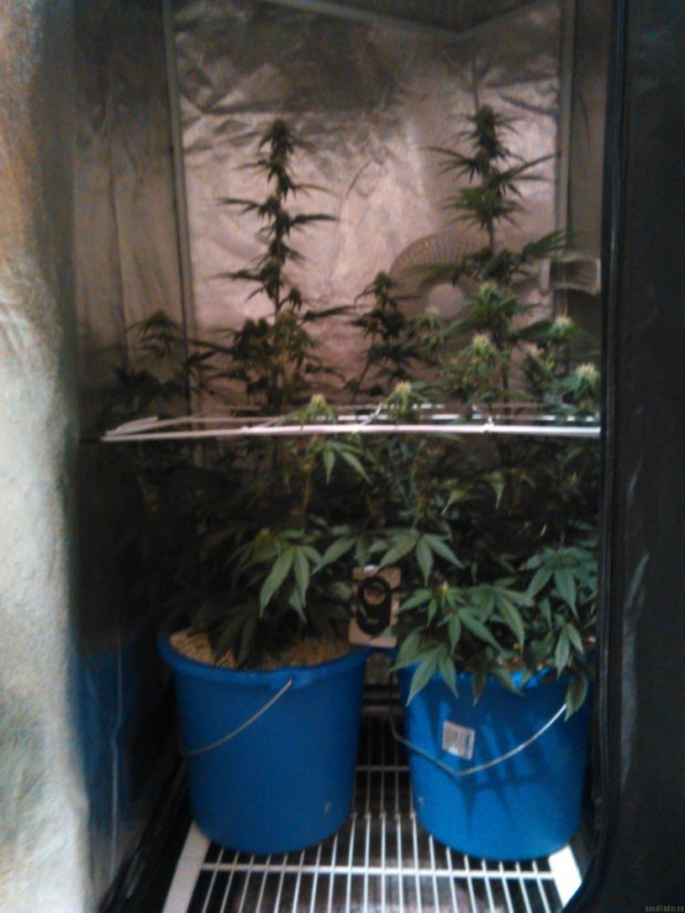 Auto White Berry - feminizovaná a samonakvétací semínka 10ks Paradise Seeds