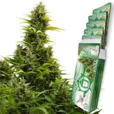 Medikit Auto - Nasiona Samofinalizujące, 3 szt., Buddha Seeds