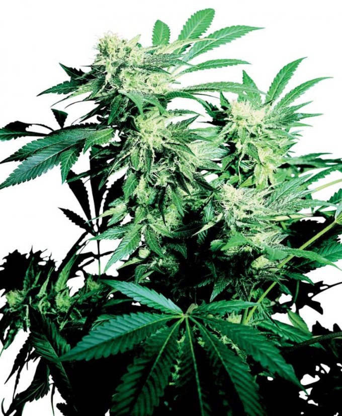 Skunk Kush - семена 10 бр. стандартизирани Sensi Seeds